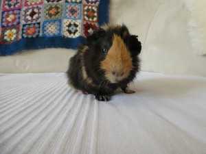 Yoshi