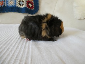 Yoshi