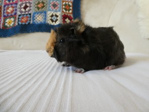 Yoshi