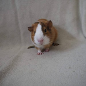 Rodney