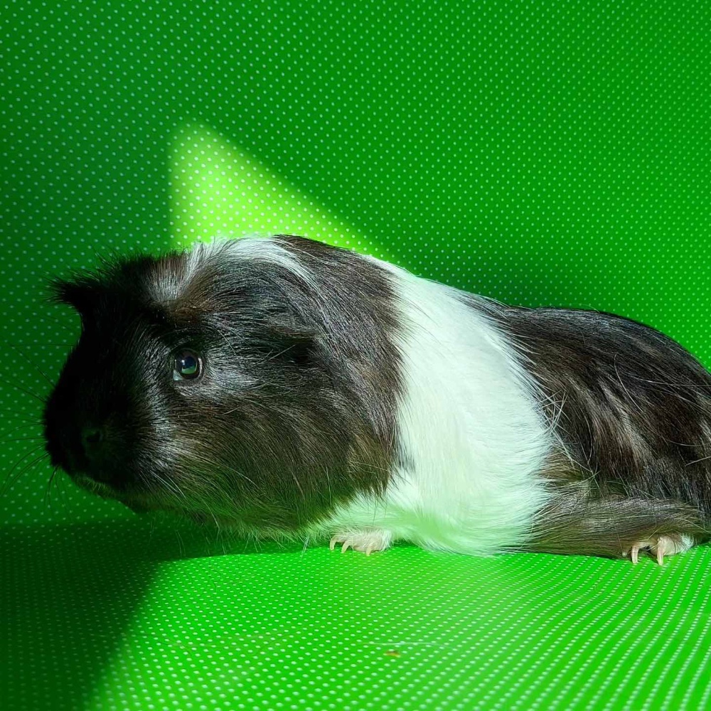 Anouk