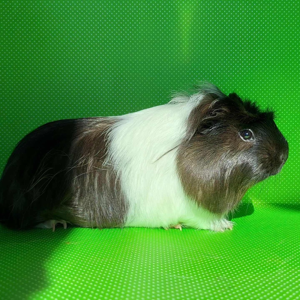 Anouk