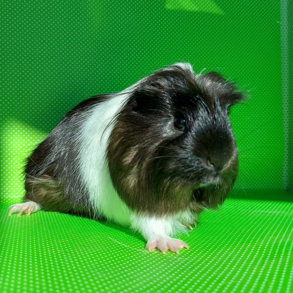Anouk