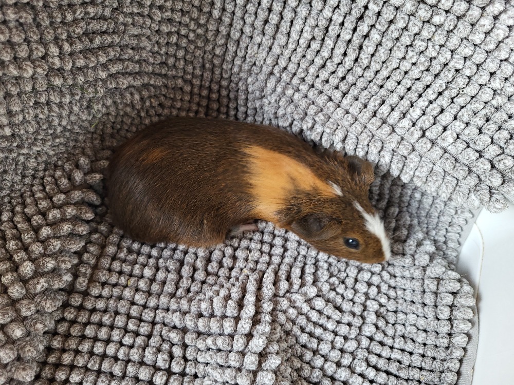 Perseus
