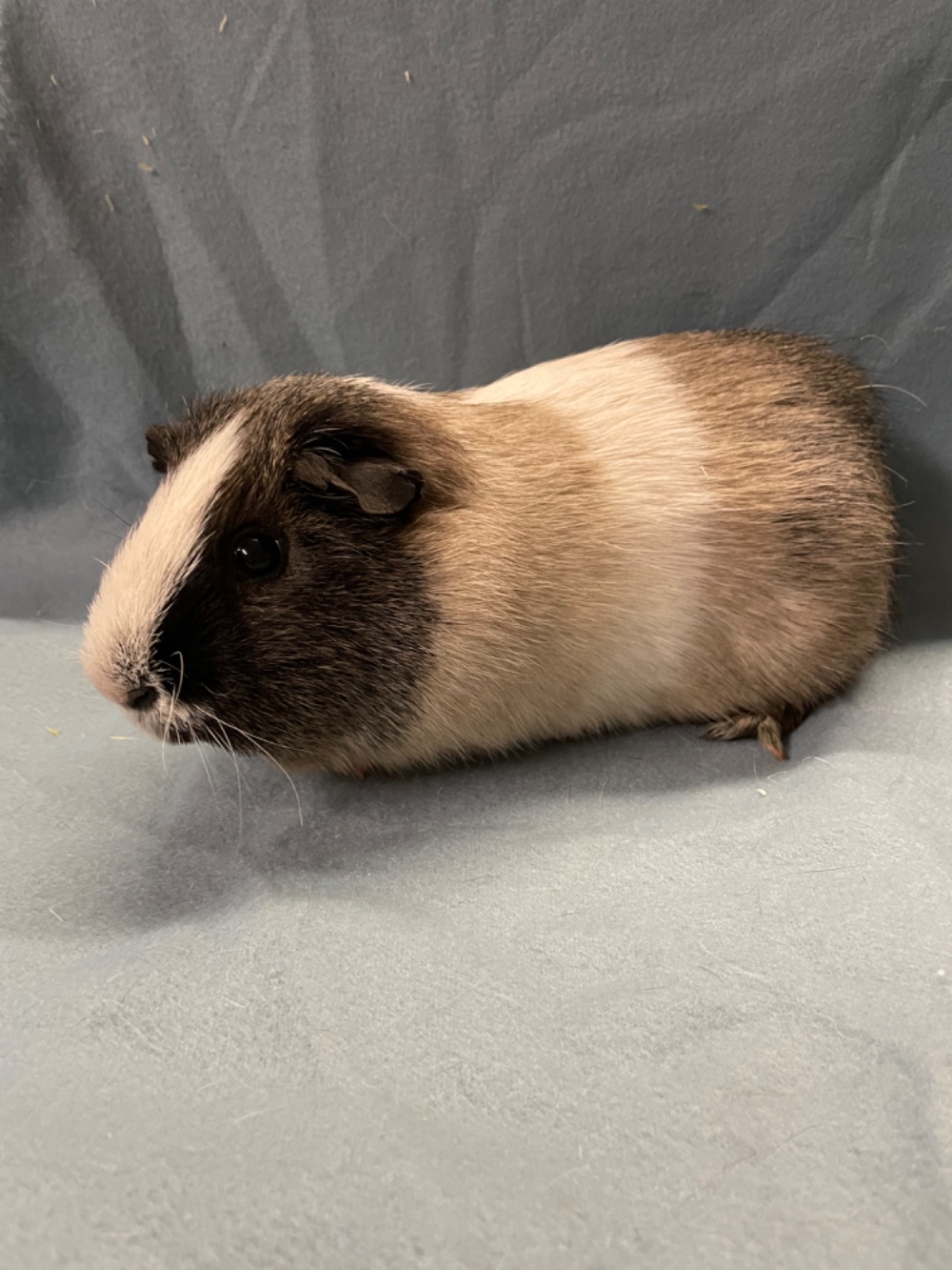 Moritz
