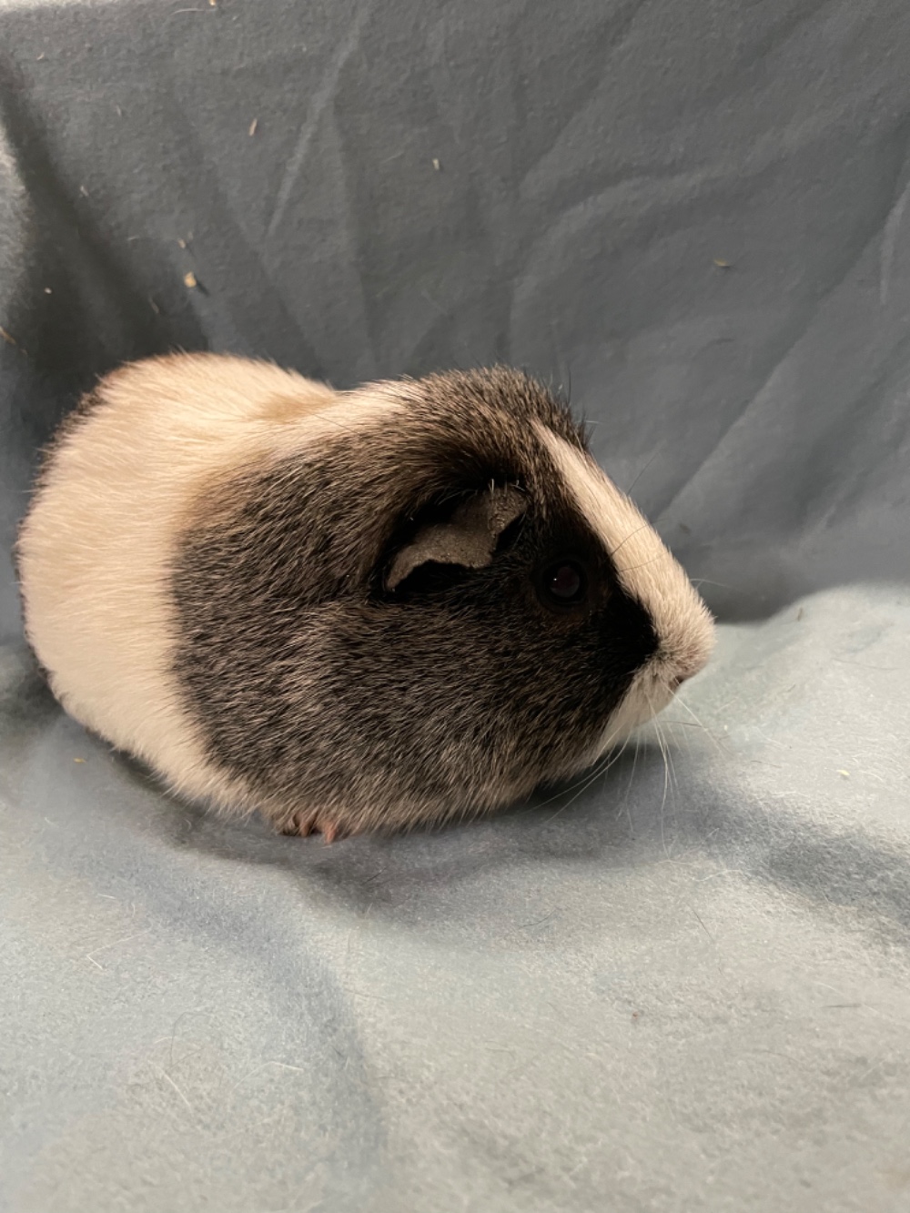Moritz