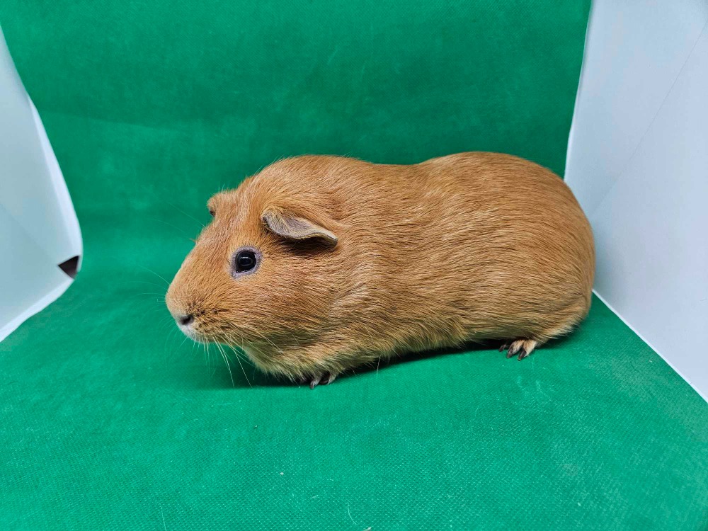 Ron