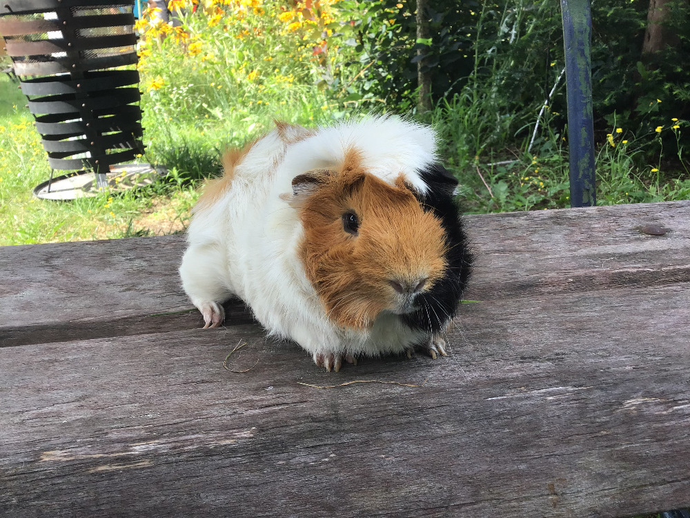 Alfonso