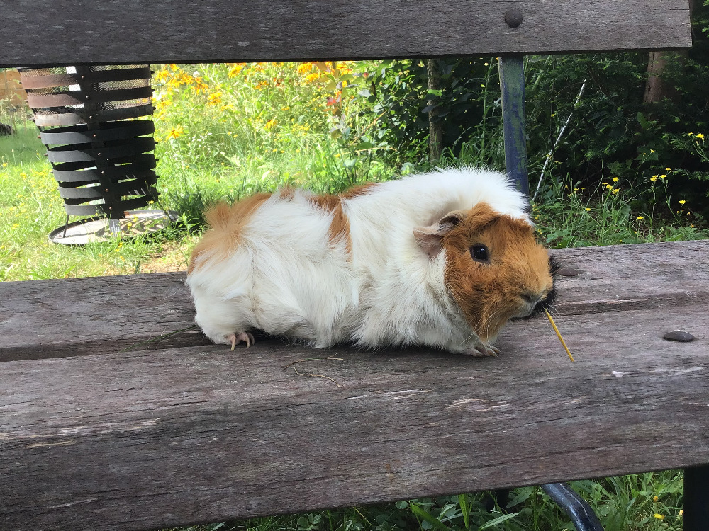 Alfonso