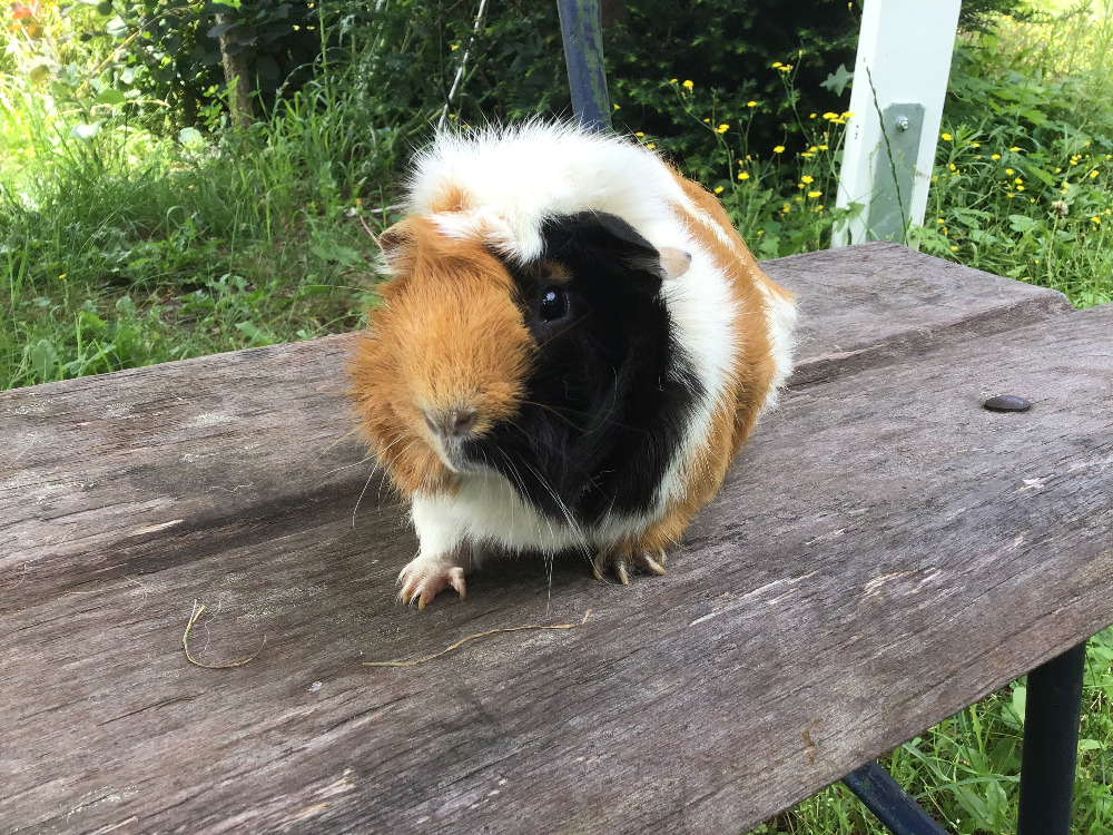 Alfonso