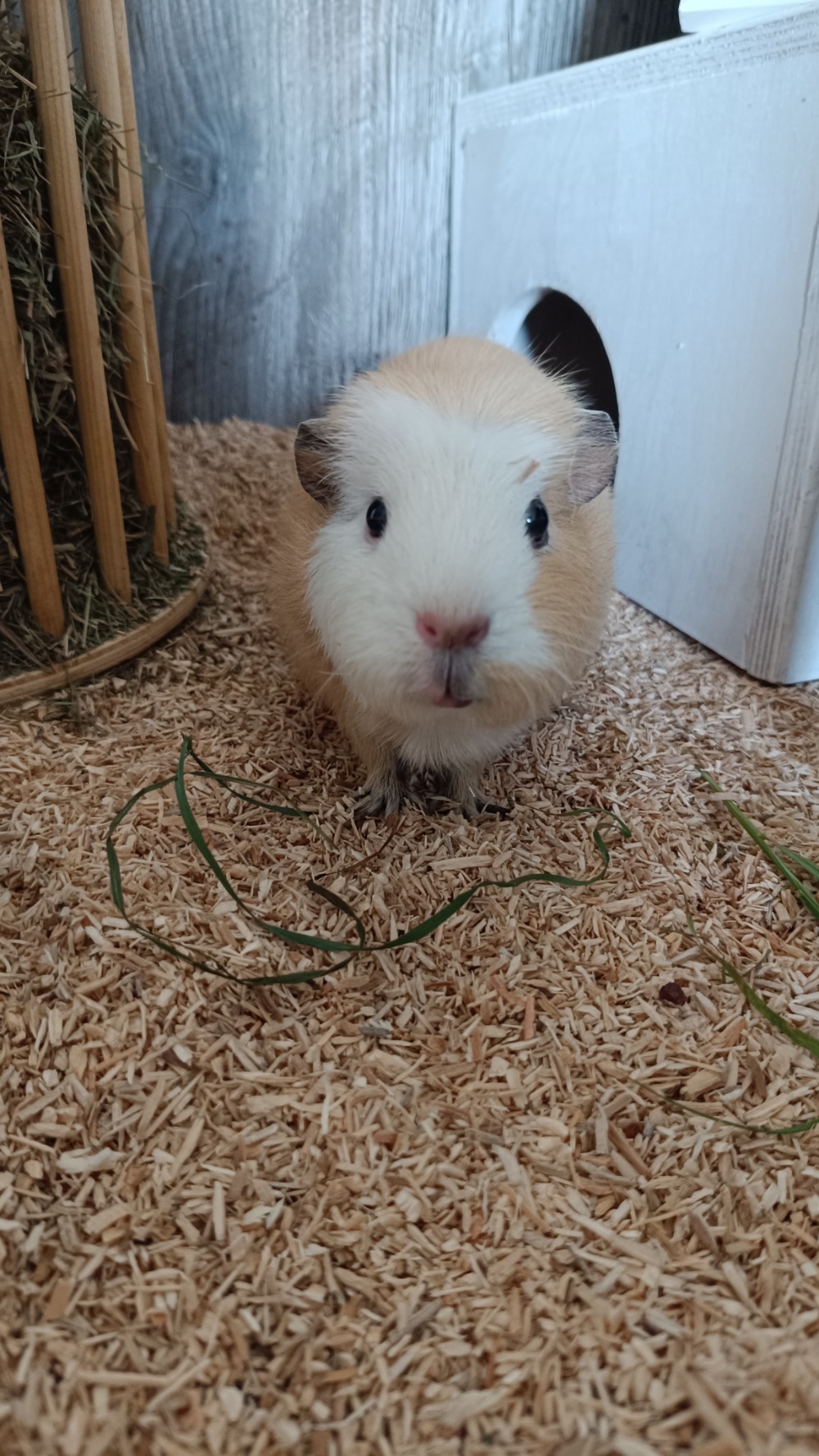 Heidi
