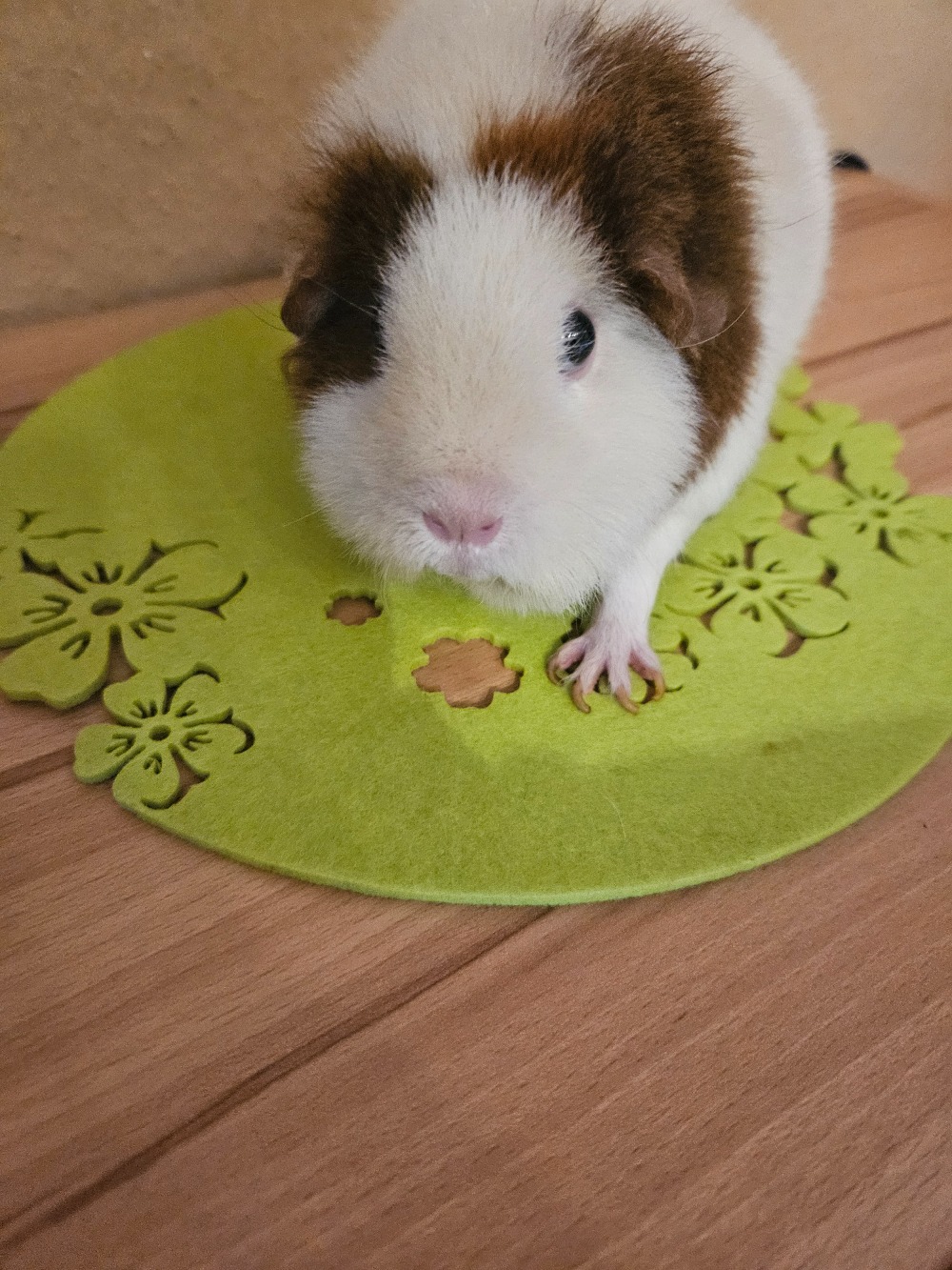 Mimi