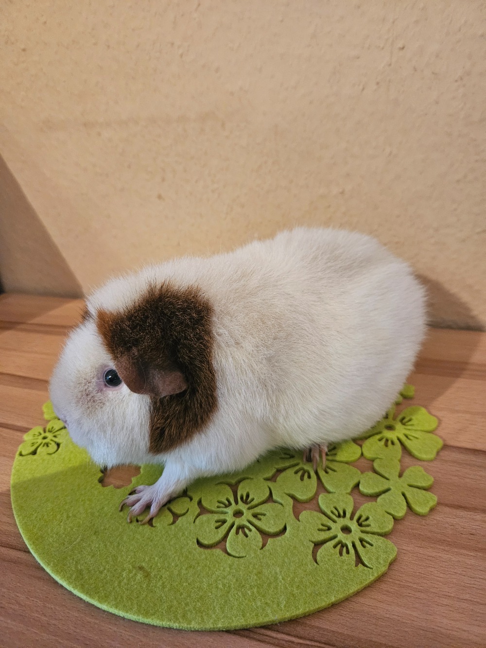 Mimi