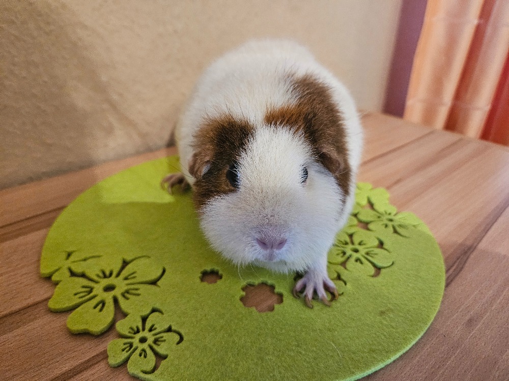 Mimi