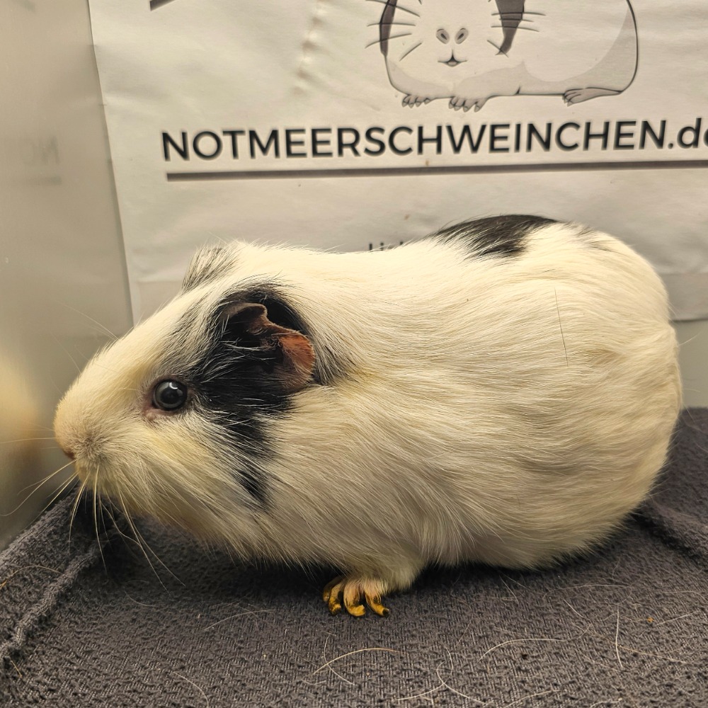 Oreo