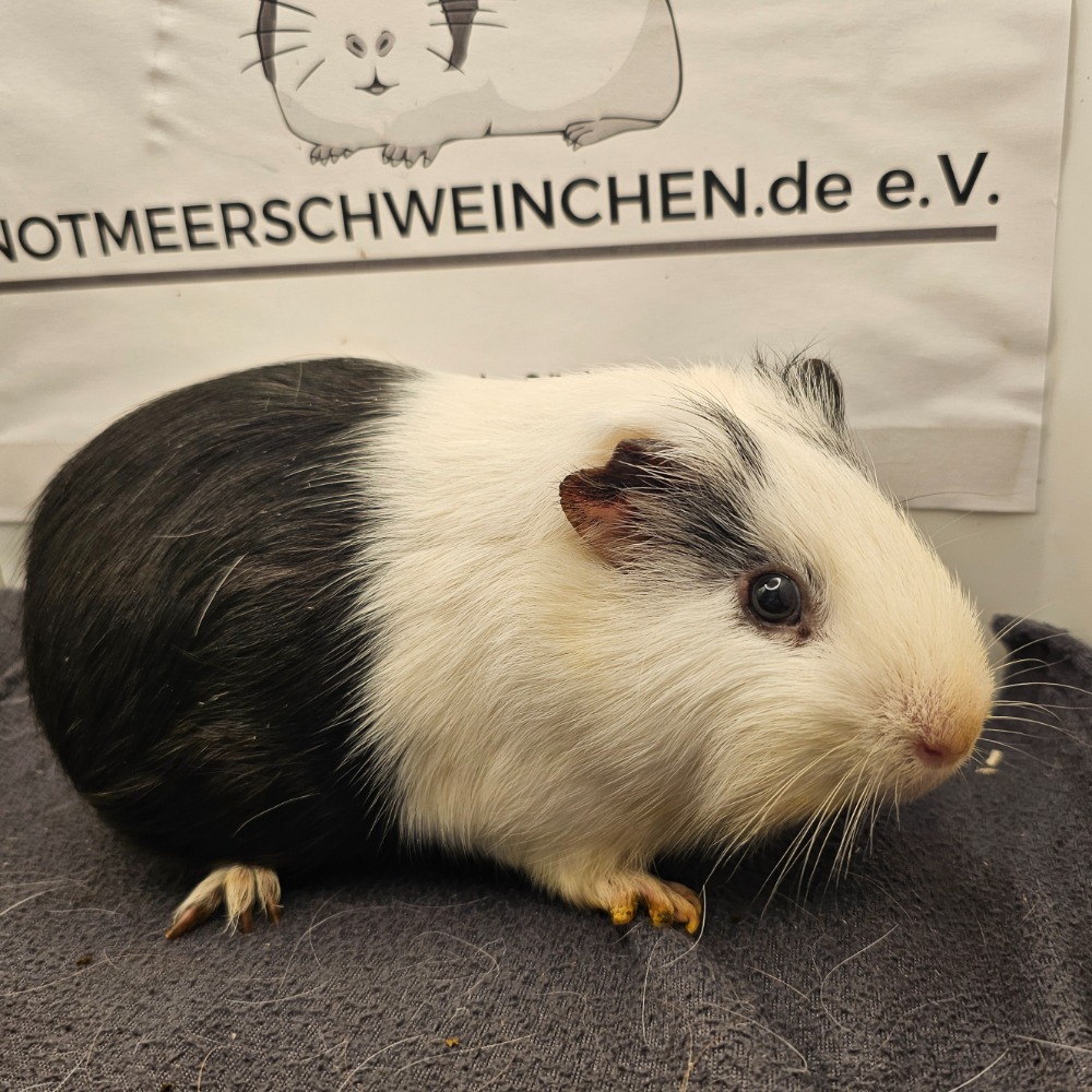 Oreo