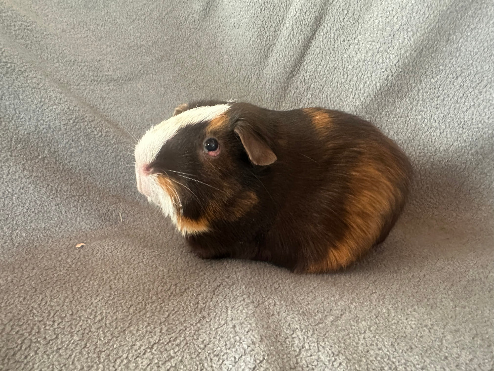 Theo