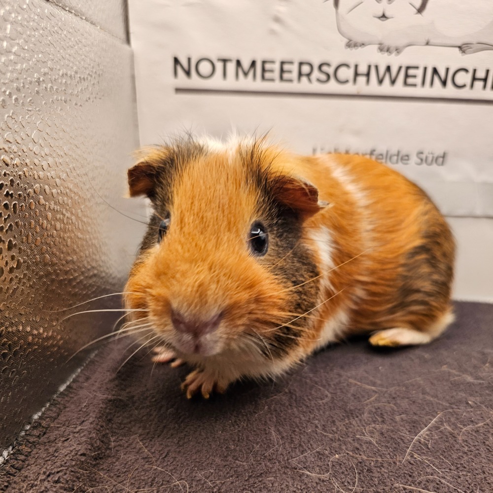Pablo