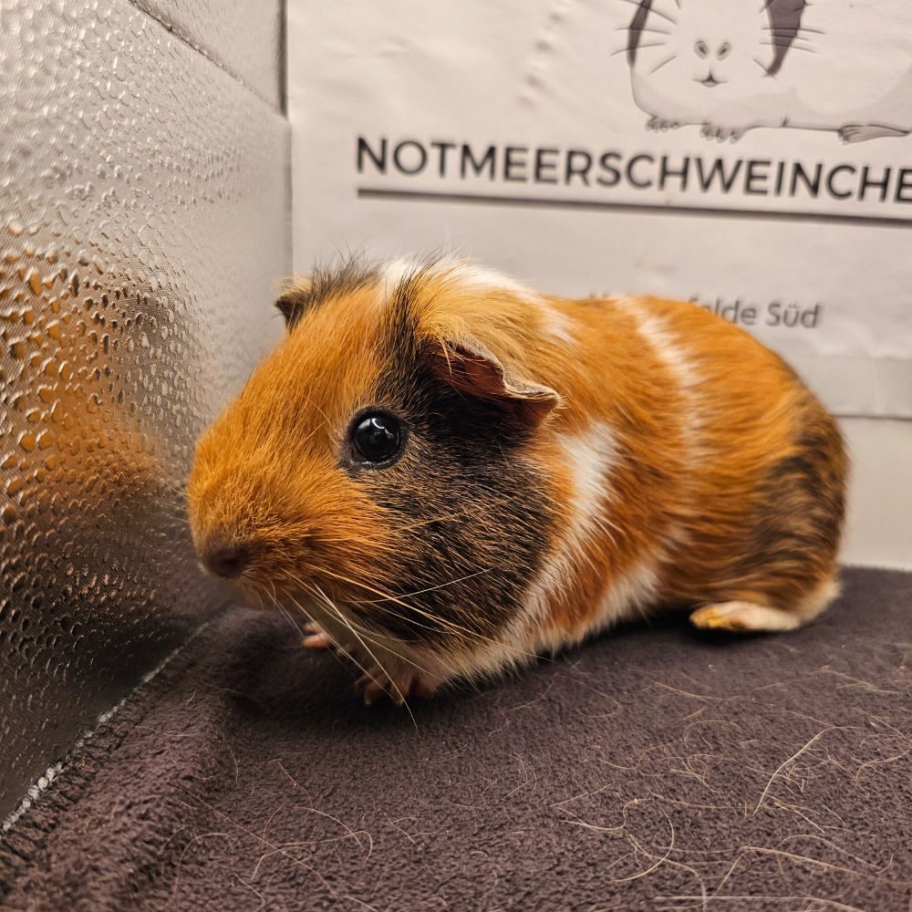 Pablo